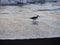 Gray-tailed Tattler, Tringa brevipes, searches for food in the tidal zone of the Caribbean Sea. Costa Rica