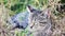 Gray and Tan Striped Kitten Sleeping in Grass