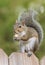 Gray Texas squirrel