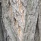 Gray textural tree bark near. Minimalistic natural background.