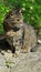 Gray tiger cat sitting on concrete