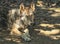 Gray, timber or western wolf, canis lupus