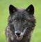 Gray timber wolf Canis Lupus dog wildlife eyes