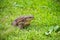 Gray toad. Right side view.