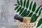 Gray towel, body massage brush, black bristle brush, foot penza, green ailanthus branch on gray background, bath accessories