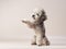 gray toy poodle on a beige background. curly dog in photo studio