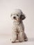 gray toy poodle on a beige background. curly dog in photo studio