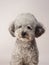 gray toy poodle on a beige background. curly dog in photo studio