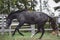 Gray trakehner mare horse galloping and playing in paddock along the fence in autumn