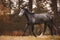 Gray trakehner mare horse trotting on green meadow on forest background in autumn