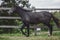 Gray trakehner mare horse trotting in paddock along the fence in autumn