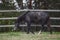 Gray trakehner mare horse walking in paddock along the fence in autumn