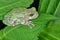 Gray Tree Frog