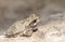 Gray tree frog