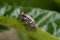 Gray tree frog Dryophytes versicolor, sitting on a leaf