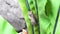 Gray tree frog on green leaf fern