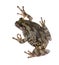 The gray tree frog Hyla chrysoscelis / versicolor