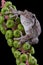 Gray tree frog on poke weed