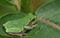 Gray Tree Frog waiting on a leaf