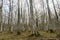 Gray tree trunks in a Hornbeam forest