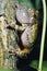 Gray Treefrog