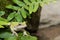 Gray Treefrog (Hyla versicolor)