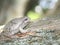 Gray treefrog (hyla versicolor) on a cedar tree