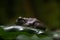 Gray treefrog on leaf