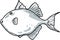 Gray Triggerfish Fish Gulf of Mexico Cartoon Drawing