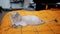 Gray Trimmed Scottish Cat is Resting on a Colored Orange Blanket on a Bed