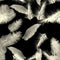 Gray Tropical Exotic. White Seamless Plant. Black Pattern Leaf. Decoration Foliage. Banana Leaves.