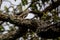 Gray Tufted Titmouse Sitting in a Tree