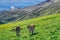 Gray Tyrolean calves
