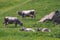 Gray Tyrolean cows on the pasture
