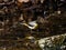 Gray wagtail beside a forest stream 12