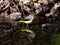 Gray wagtail beside a forest stream 15