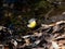 Gray wagtail beside a forest stream 4