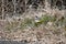 A Gray wagtail ( Motacilla cinerea ).