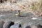 A Gray wagtail ( Motacilla cinerea ).