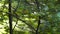 The gray wagtail Motacilla cinerea, female, perching on a tree branch. It has food for the young in its beak. Summer forest,