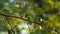 The gray wagtail Motacilla cinerea, male, perching on a tree branch, looks around and rests. Summer forest, warm colors. A rare