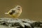 Gray Wagtail - Motacilla cinerea - young bird