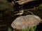 Gray wagtail standing on a stream rock 3