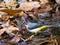 Gray wagtail wading in a shallow stream 12