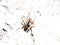 Gray wall jumper spider Menemerus bivittatus