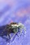 Gray wall jumping spider, Menemerus bivittatus feeding