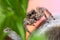 Gray wall jumping spider, Menemerus bivittatus spider