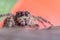 Gray wall jumping spider, Menemerus bivittatus spider