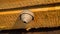 Gray wasp nest on wooden beam. Beehive on attic. Selective focus. Close up