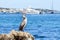 Gray waterfowl Cormorant Phalacrocorax aristotelis on the stone of the beach of Palma Nova.